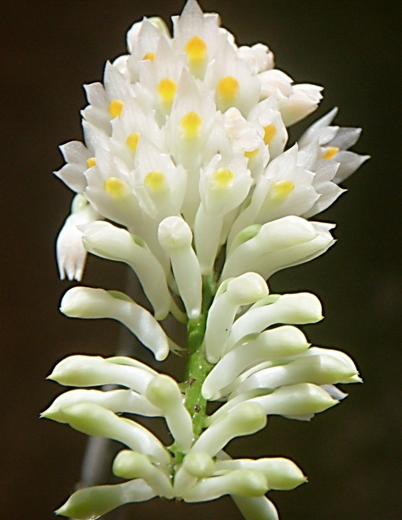 Hoa lan báo hỷ trắng cực đẹp