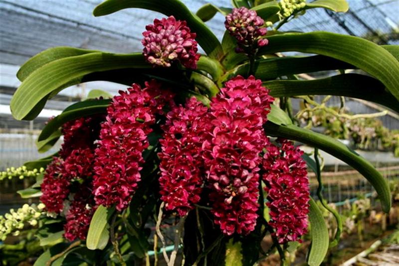 hcm: vườn lan sân thượng, ai thích vào xem, chia sẽ cách làm luôn - 1