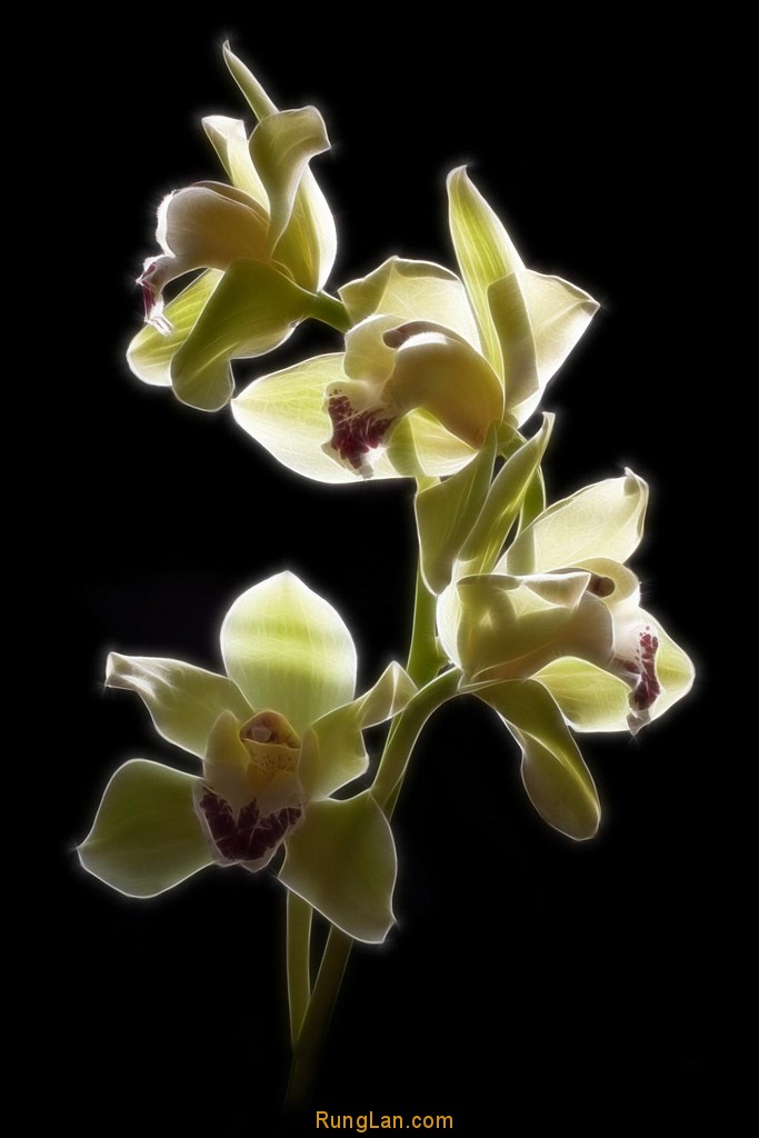 Cymbidium Backlit Orchid