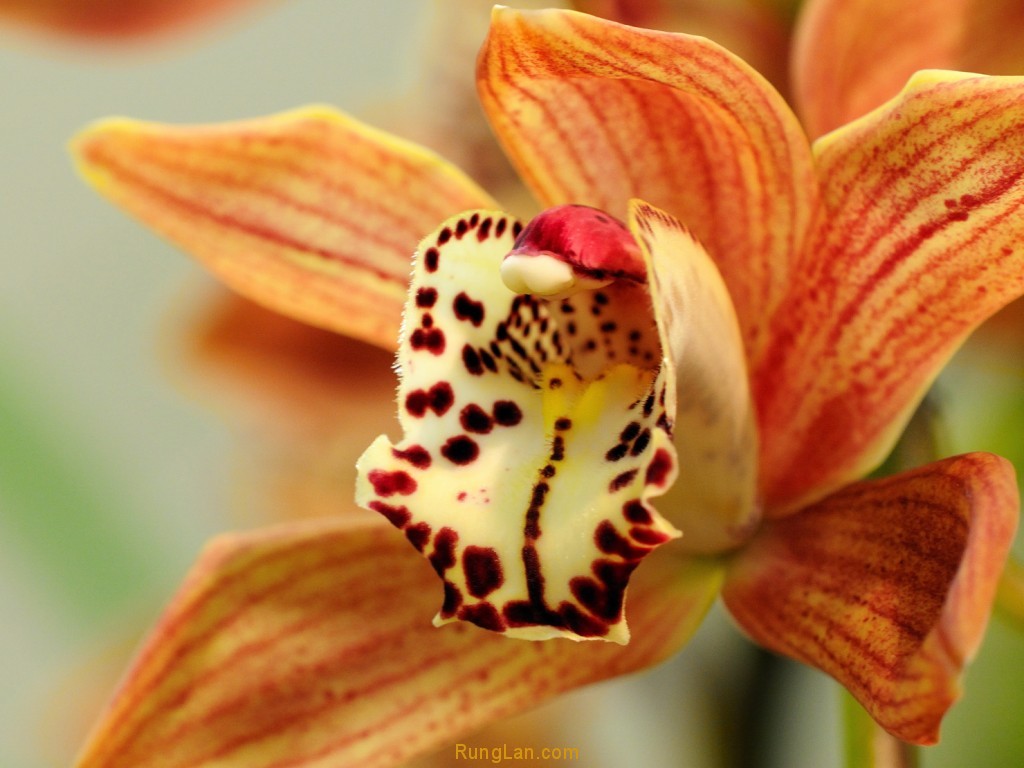 Cymbidium Brick-colored orchid