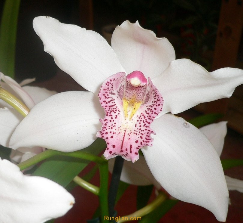 Cymbidium Elegant Orchids