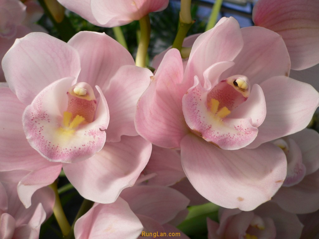 Cymbidium Elegant Pink Orchids