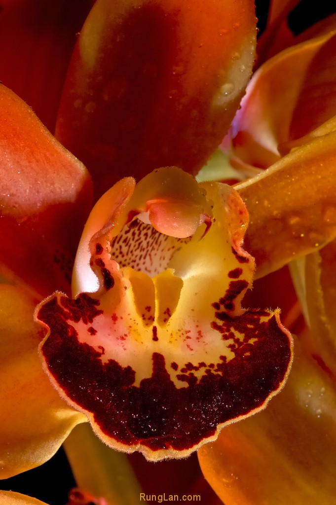Cymbidium Hybrid Orchid 1
