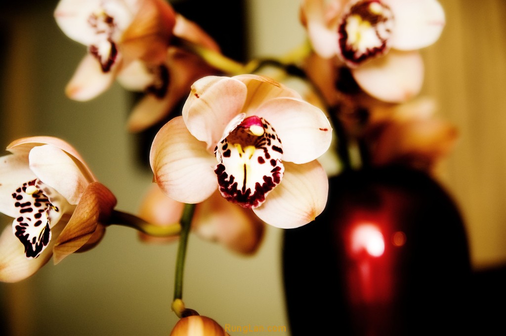 Cymbidium Hybrid Orchid Flower 2