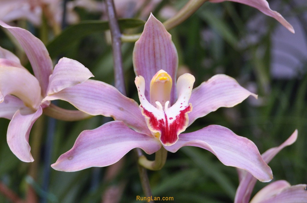 Cymbidium Hybrid Orchid Flower