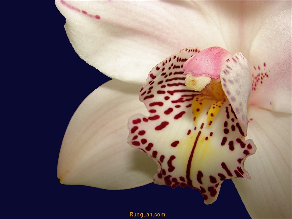 Cymbidium Hybrid Orchid