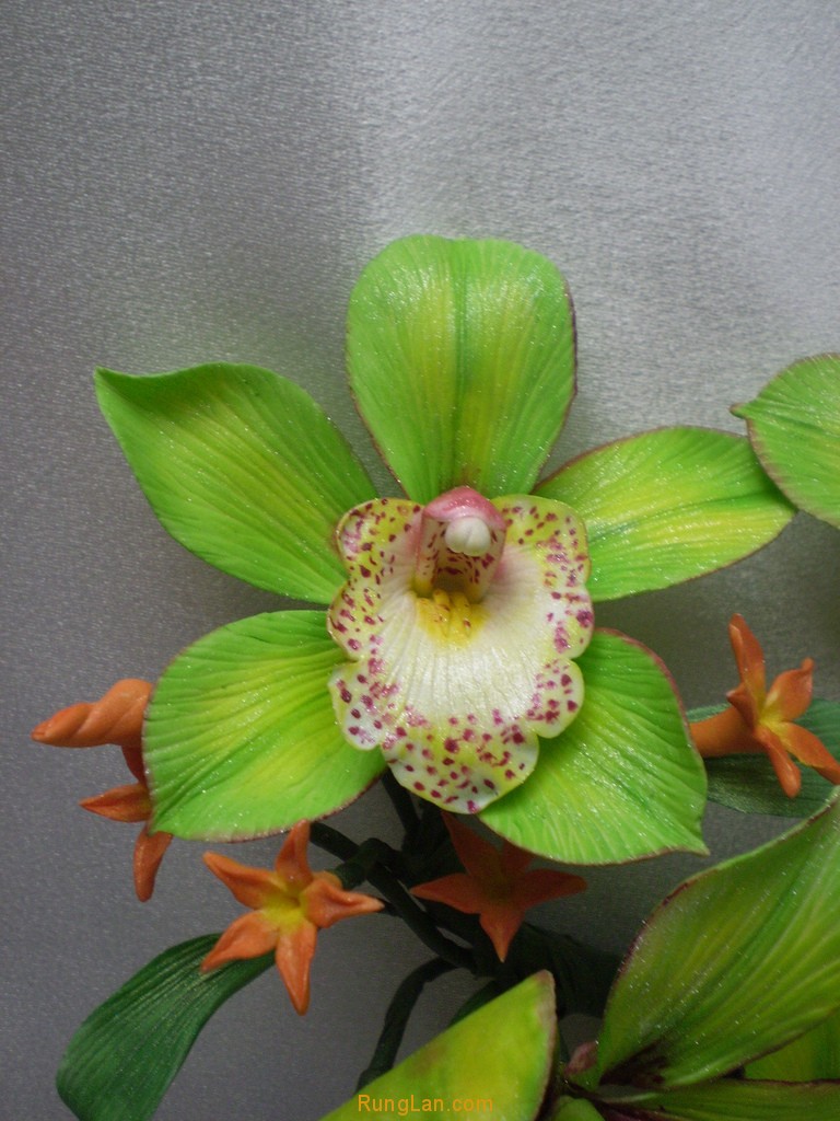 Cymbidium Sugar orchid
