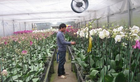 Thăm vườn lan hồ điệp hiện đại nhất thế giới