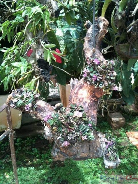 Cách ghép lan trứng bướm lên thớt gỗ lũa. | Lan rừng Việt Nam